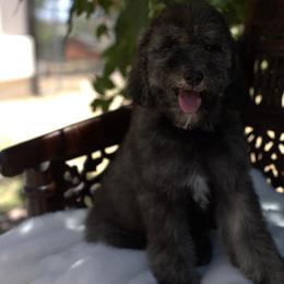 Bernedoodle and Cavapoo Puppies from Dulcito Doodles