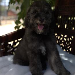Bernedoodle and Cavapoo Puppies from Dulcito Doodles