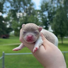 Cruz Ramirez - Lavender male Pomeranian puppy in Perry County, Ohio from Speechless Pom’s