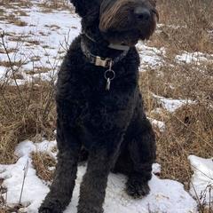 Newfoundland, Newfypoo, and Sheepadoodle All Grown Up from Sweet Creek Pups