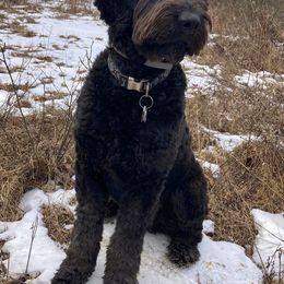 Newfoundland, Newfypoo, and Sheepadoodle All Grown Up from Sweet Creek Pups