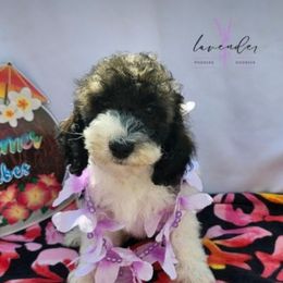 Summer - Sable and white female Cockapoo puppy in Mancelona, Michigan from Lavender poodles & doodles