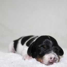 Parker - Piebald male Dachshund puppy in Fairfax, Iowa from Grayson’s Lovable Dachshunds