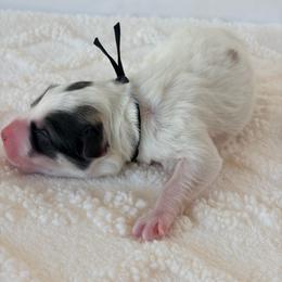 Tradition - Black Collar - White and badger male Great Pyrenees puppy in San Marcos, California from Faith Family Freedom Farm