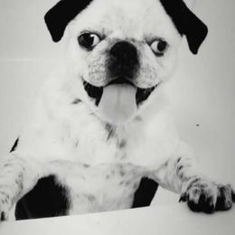 Ringling - Pug
