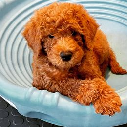 Goldendoodles and Labradoodles from Must Love Doodles