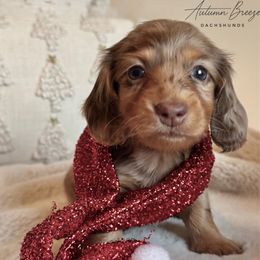 Girl 2 - Dapple female Dachshund puppy in Clever, Missouri from Autumn Breeze Dachshunds