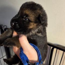 Denali (Blue Collar) - Black and tan male German Shepherd puppy in Roanoke, Alabama from Von Schönen Träumen German Shepherds