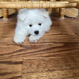 American Eskimo Dog Puppies from Northland Sky Eskies