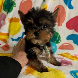 Paul - Black and tan male Yorkshire Terrier puppy in Gatesville, Texas from KontryKritterz Yorkies
