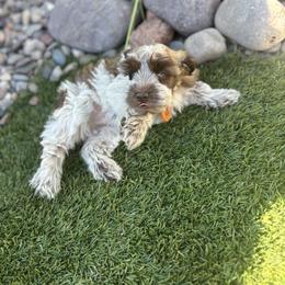 Mark - Parti male Miniature Schnauzer puppy in Hemet, California from Feshia's Miniature Schnauzers