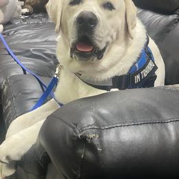 Labrador Retriever All Grown Up from Kylie's White Labradors of Scottsdale