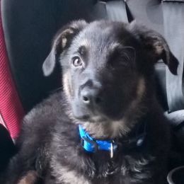 German Shepherd Puppies from Sandy’s Shepherds