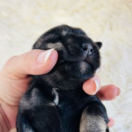 Cocoa - Black and silver female Miniature Schnauzer puppy in Springfield, Tennessee from My Lovable Schnauzers