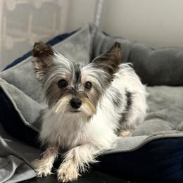 Cookie - Yorkshire Terrier