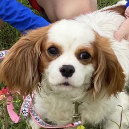 Cavalier King Charles Spaniel and Cavapoo Puppies from Hattie’s Texas Cavapoos