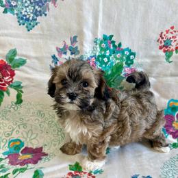 Aussiedoodle, Cockapoo, and Havapoo Puppies from Kaitlen Wood
