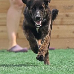 Border Collie, Golden Retriever, and Sporty Mix Puppies from Turbo Border Collies & Coltrievers