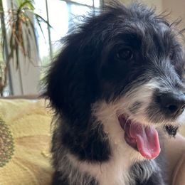 Teal collar - Sheepadoodle puppy from CelticDoods