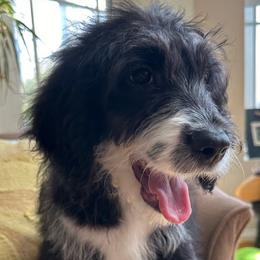 Teal collar - Sheepadoodle puppy from CelticDoods
