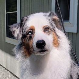 Ashe - Australian Shepherd