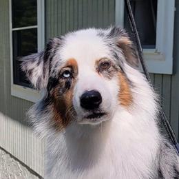Ashe - Australian Shepherd