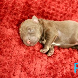 Labradoodle Puppies from Circle City Labradoodles