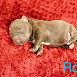 Labradoodle Puppies from Circle City Labradoodles