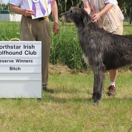 Scout - Irish Wolfhound