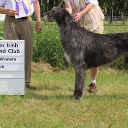 Scout - Irish Wolfhound