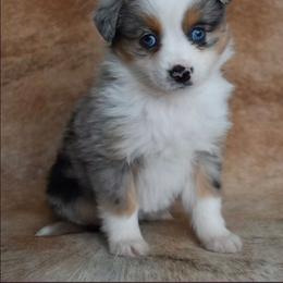 Tiara - Blue merle female Miniature Australian Shepherd puppy in Sw, Wisconsin from Driftless Australian Shepherds
