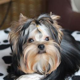 Bambino - Yorkshire Terrier