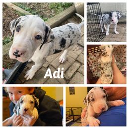 Girl 4 - Merle Great Dane puppy in Lawrenceburg, Indiana from Jordan Giants
