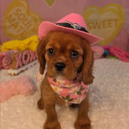 Noel - Ruby female Cavalier King Charles Spaniel puppy in Clinton, South Carolina from Empire Hills Cavaliers