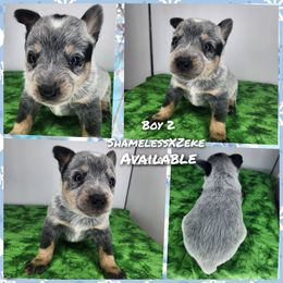 Boy 2 - Blue male Australian Cattle Dog puppy in Bradford, Arkansas from Cedar Rock Heelers and Kelpies