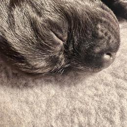Girl 3 - Labrador Retriever puppy in Menomonee Falls, Wisconsin from Steppinstone Dog Training and Labradors/BC’s