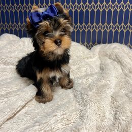 Traditional Male - Black and tan Yorkshire Terrier puppy in San Jose, California from Precious Yorkies