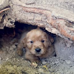 Francis - Dark Blue - Dark golden male Golden Retriever puppy in San Martin, California from Church Creek Retrievers
