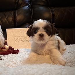 Shih Tzu Puppies from Wood Foo Breeders