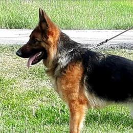 Fenja - German Shepherd