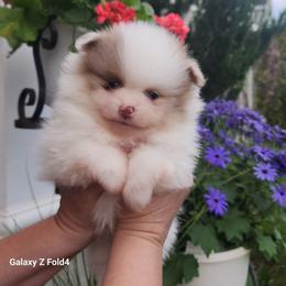 Lucky - 3,500 dollars - Chocolate merle male Pomeranian puppy in Amelia, Ohio from Boujee Puff Poms
