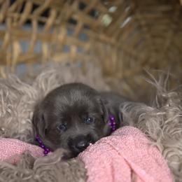 Miss Hot Pink - Black female Labrador Retriever puppy in Morrill, Kansas from Grimm Girls Farm