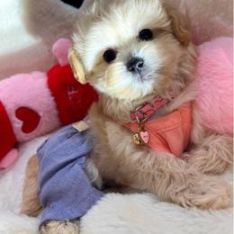 Amber - Champagne female Maltipoo puppy in Sugar Land, Texas from Celebrity Maltipoos