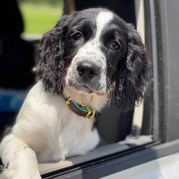 English Springer Spaniels from Sugar Creek Springer Spaniels