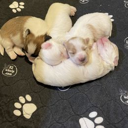 Coton de Tulear puppies from Cotoncutie
