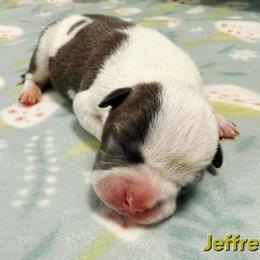 Jeffrey - Blue male American Staffordshire Terrier puppy in Clintwood, Virginia from SkyBlue Kennel