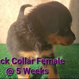 Rottweiler Puppies from Vom Haus Curbeam Rottweiler Kennel, LLC