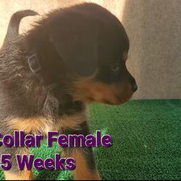 Rottweiler Puppies from Vom Haus Curbeam Rottweiler Kennel, LLC