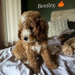 Bernedoodle and Goldendoodle Puppies from 4goldendoodles