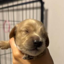 Honey  longhair cream girl - Cream female Dachshund puppy in Casselberry, Florida from Amore Mini Dachshund Breeders & More